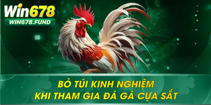 Bỏ túi kinh nghiệm khi tham gia Đá gà cựa sắt